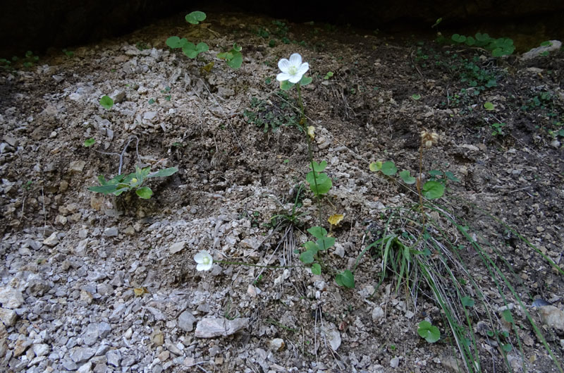 Parnassia palustris - Celastraceae